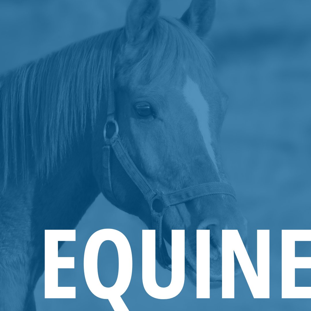 Equine